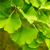 Ginkgo biloba a rostlinné složky